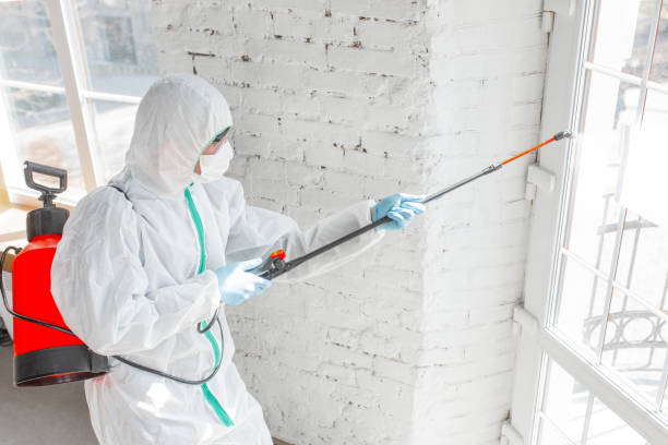 Why You Should Choose Our Mold Remediation Services in Stockton, IL